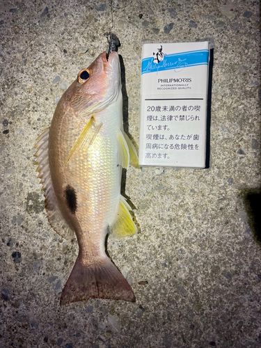 ニセクロホシフエダイの釣果