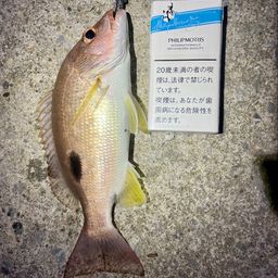 ニセクロホシフエダイ