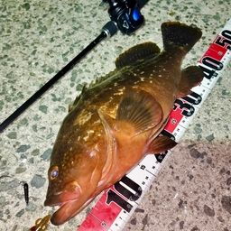 アコウ