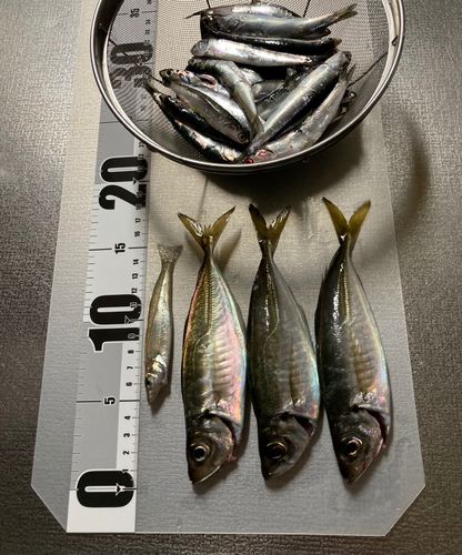 シロギスの釣果