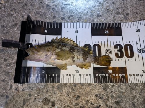 タケノコメバル