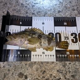 タケノコメバル