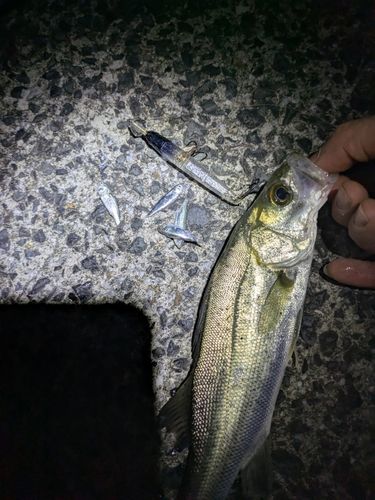 セイゴ（マルスズキ）の釣果