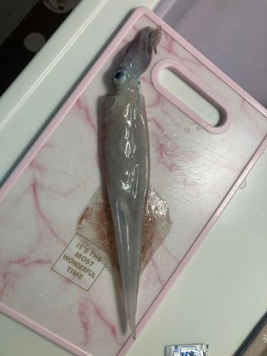 イカの釣果