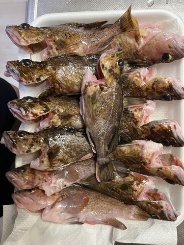 キジハタの釣果