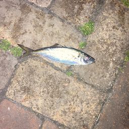 アジ