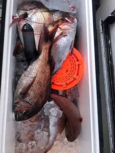 マダイの釣果