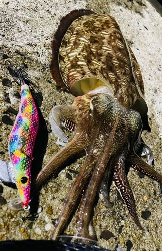 モンゴウイカの釣果