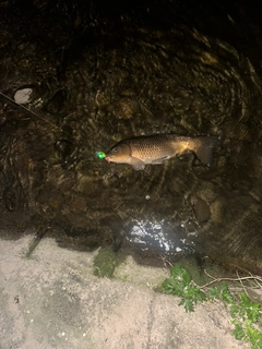 マナマズの釣果
