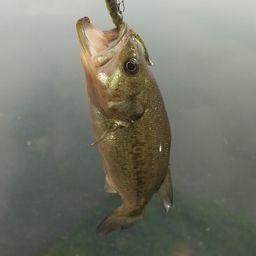 ラージマウスバス