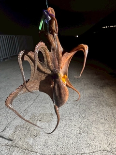 タコの釣果
