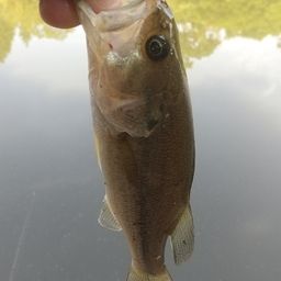 ラージマウスバス