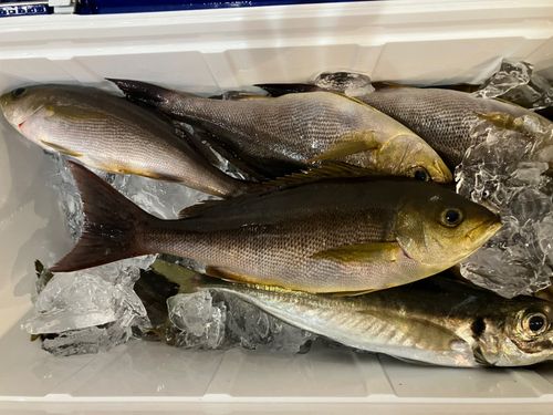 イサキの釣果