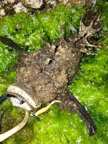 オニオコゼの釣果