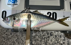 マアジの釣果