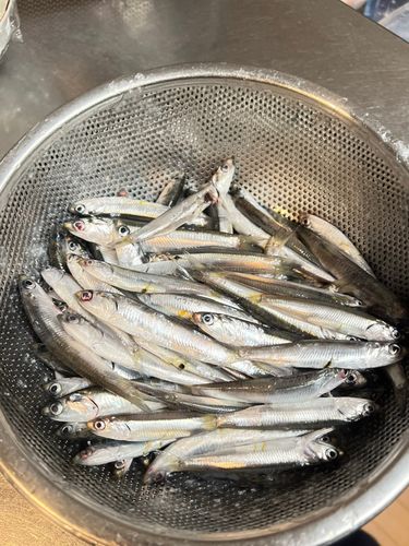 カタクチイワシの釣果