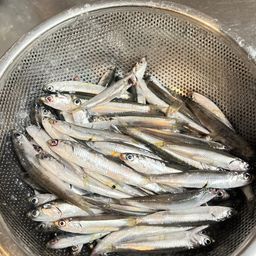 カタクチイワシ