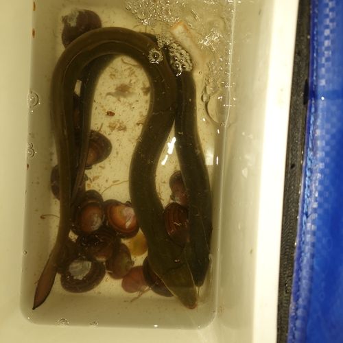 ニホンウナギの釣果