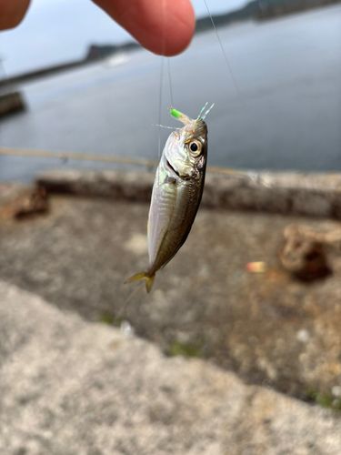 アジ