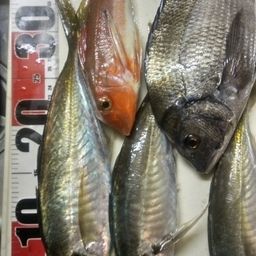 アジ
