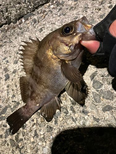 メバルの釣果