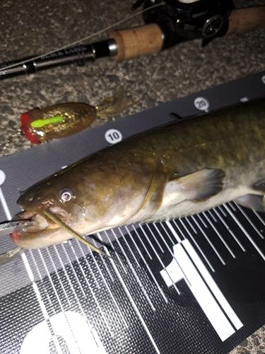 ナマズの釣果
