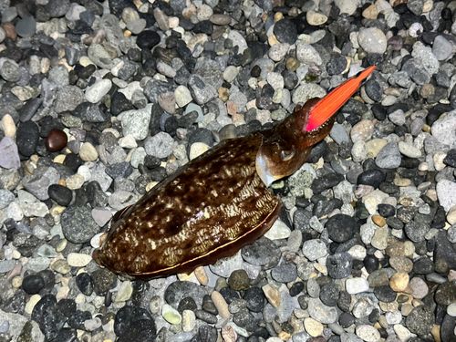 コウイカの釣果