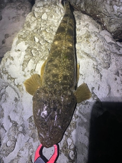マゴチの釣果
