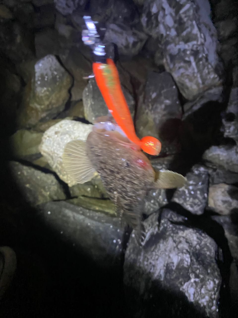 マゴチ