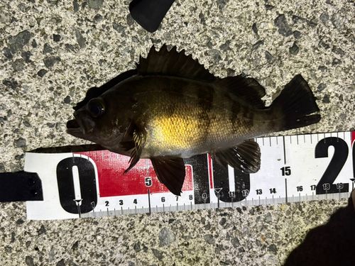 シロメバルの釣果