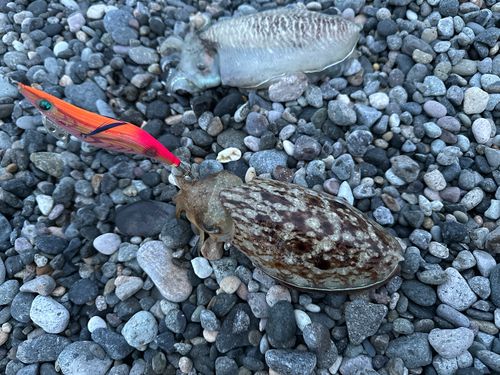 コウイカの釣果
