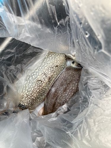 コウイカの釣果