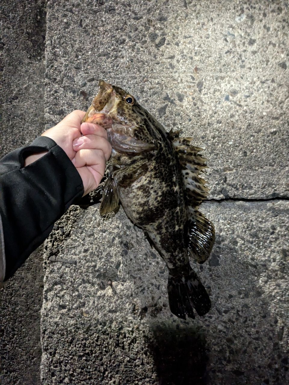 タケノコメバル