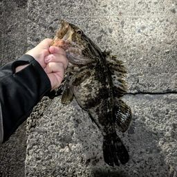 タケノコメバル