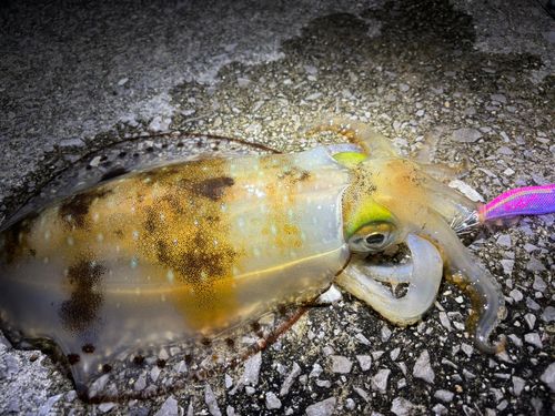 アオリイカの釣果