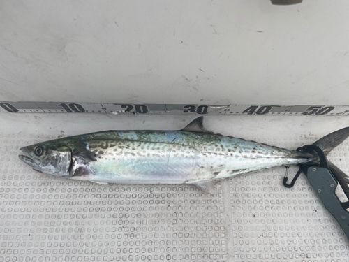 サゴシの釣果