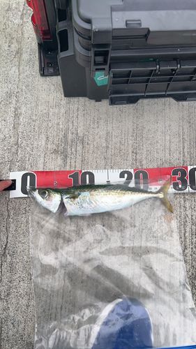 サバの釣果