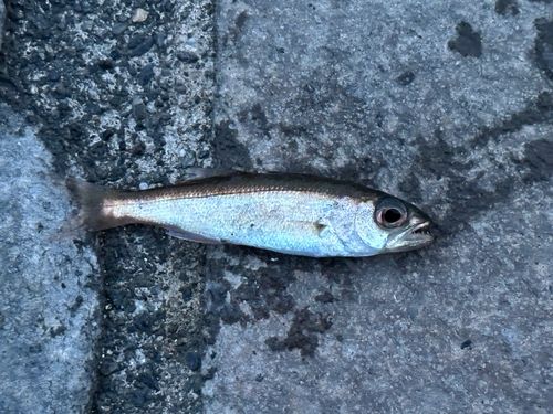 ムツの釣果