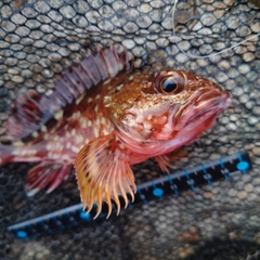 カサゴの釣果