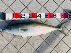ブリの釣果