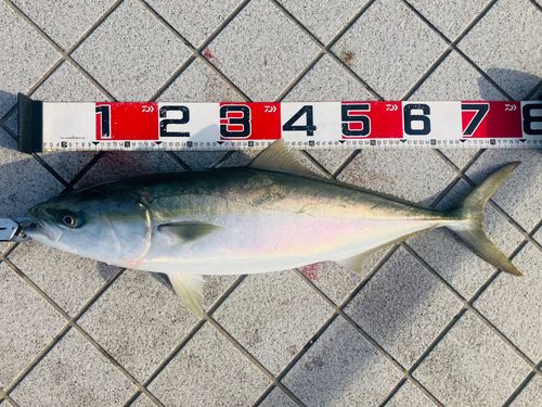 ブリの釣果