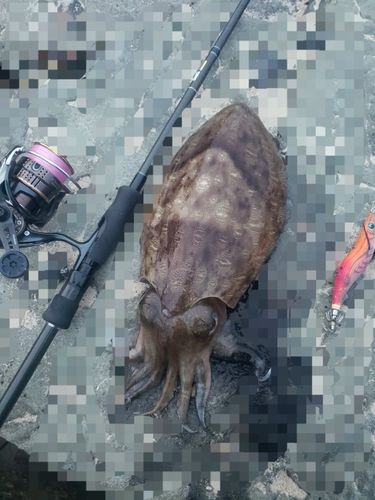 コウイカの釣果
