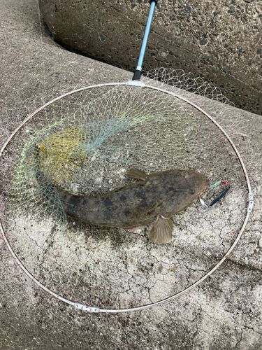 マゴチの釣果