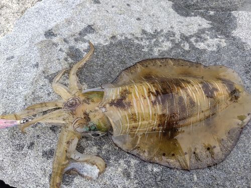 アオリイカの釣果