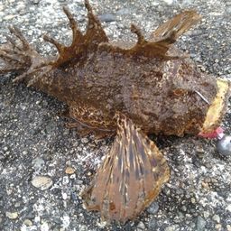 オニオコゼ