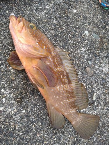 キジハタの釣果