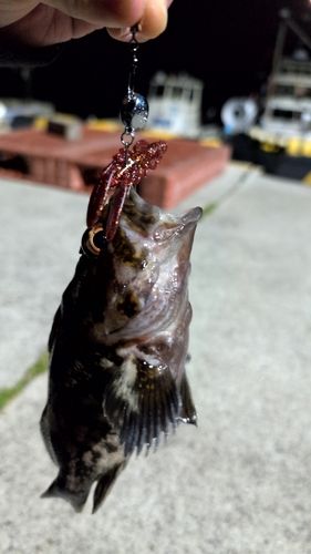 オウゴンムラソイの釣果