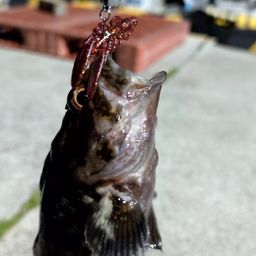 オウゴンムラソイ