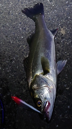 シーバスの釣果