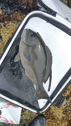 メジナの釣果